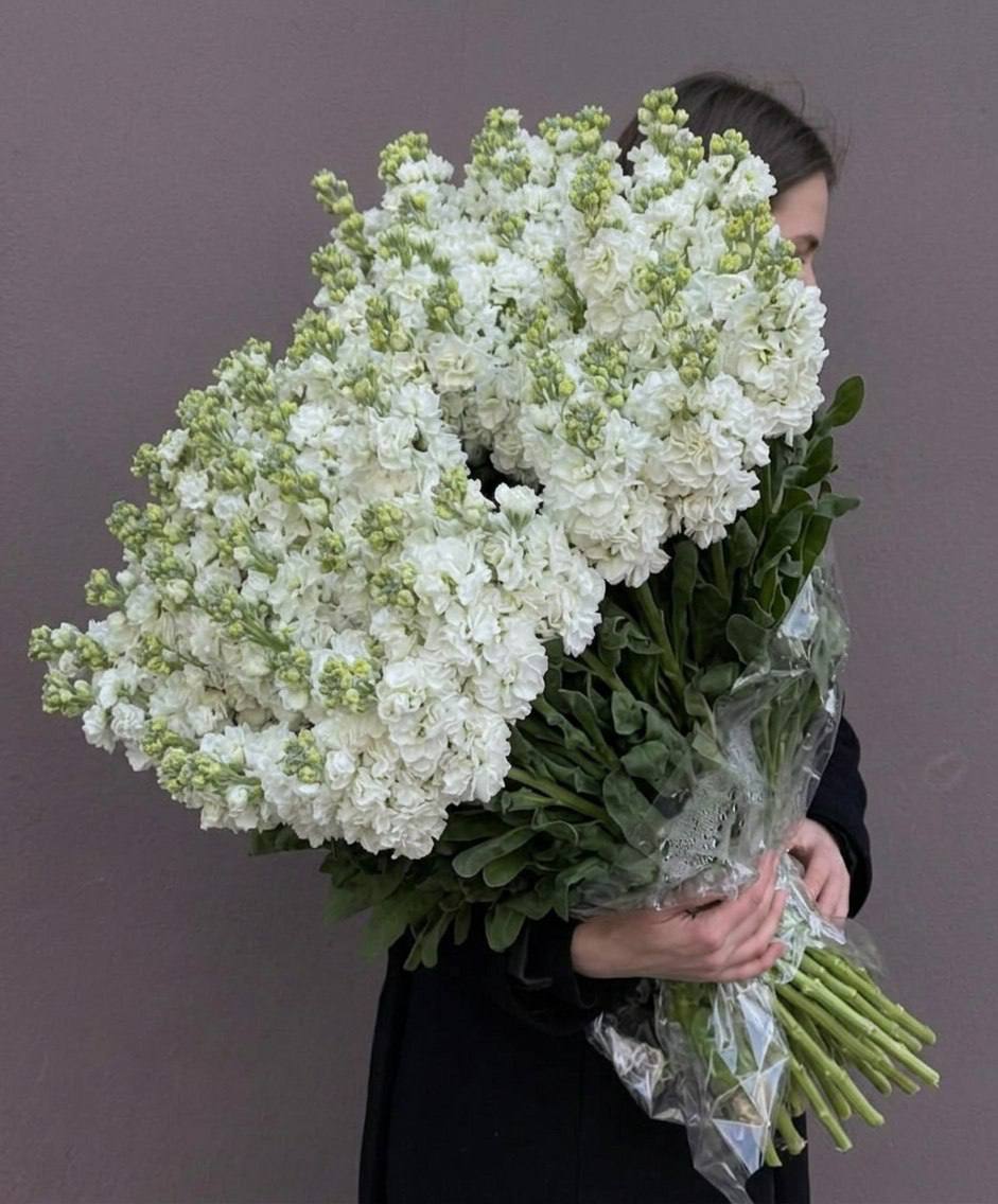 Моно-букет из белой маттиолы